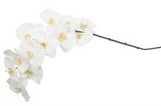 ORCHID PHALAENOPSIS 44" WHITE