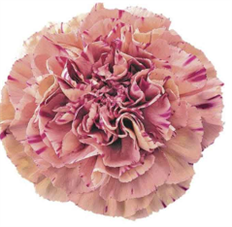 CARNATION NOVELTY