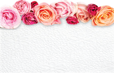 CARD NO SENTIMENT ROSE TOP 50/PKG