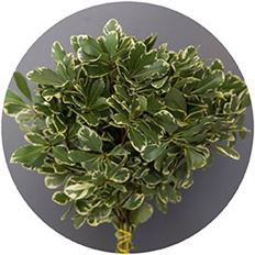 PITTOSPORUM VARIEGATED