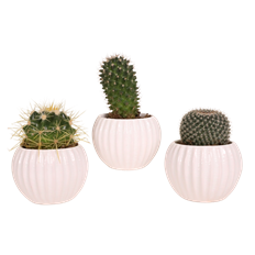 2" CACTUS IN CERAMIC