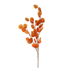 EUCALYPTUS 36" SILVER DOLLAR ORANGE