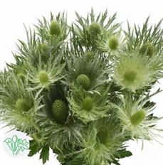 THISTLE GREEN  5-STEM