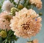 SCABIOSA PEACH