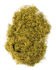 MOSS SPANISH CHARTREUSE 1LB BG