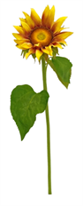 SUNFLOWER 24" YELLOW