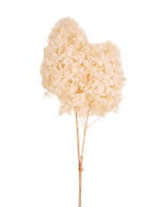 HYDRANGEA HEAD 6" BLEACHED 2/PK