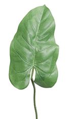 LEAF ANTHURIUM 32" EACH GREEN