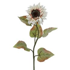SUNFLOWER STEM 30" CREAM