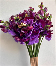 SWEET PEA PURPLE