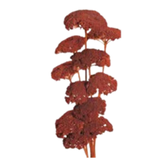 YARROW 22" BURNT OAK 10/PK