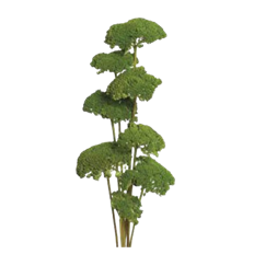 YARROW 22" MOSS GREEN 10/PK