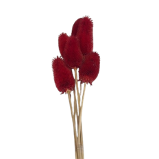 TEASILS 16" STEM RED PK/6