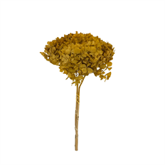 HYDRANGEA HEAD 6" GOLD 1-3/PK