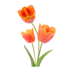 TULIP ORANGE
