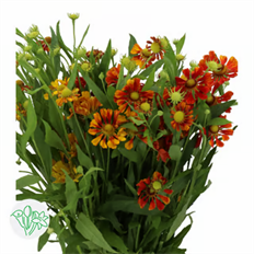 HELENIUM
