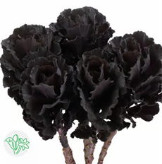 KALE FLOWERING