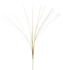 ONION GRASS 19" GOLD 12/PKG