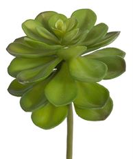 ECHEVERIA 14" GREEN
