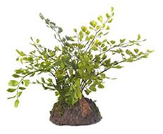 MAIDENHAIR FERN PLNT