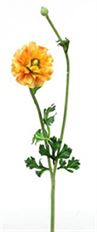 RANUNCULUS W/BUD ORANGE