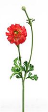 RANUNCULUS W/BUD 18" RED