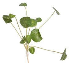 NASTURTIUM PICK 16" GRN