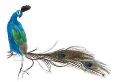 FEATHER PEACOCK 16"