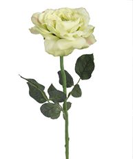 ROSE GREEN CABBAGE ILLUS 26"