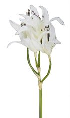 NERINE WHITE STEM 25"