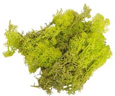 MOSS REINDEER SPRING GREEN 2.5OZ/PK