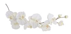 PHALAENOPSIS SPRAY 44" CREAM
