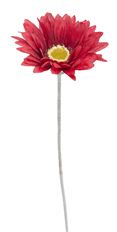 GERBERA DAISY 22" STEM RED