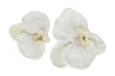 FLOATING PHALAENOPSIS BLOOMS