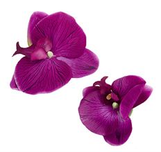 FLOATING PHALAENOPSIS BLOOMS