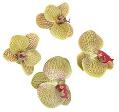 FLOATING PHALAENOPSIS BLOOMS