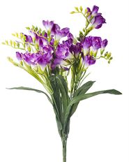 FREESIA BUSH X9 19' FUCHSIA