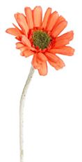 GERBERA STEM MINI 17" ORANGE