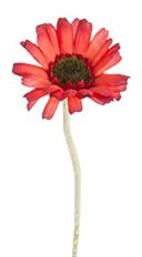 GERBERA STEM MINI 17" RED/GOLD
