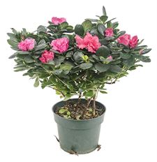 6" AZALEA