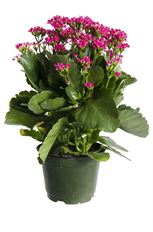 6" KALANCHOE