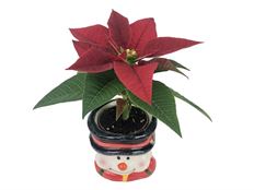 2.5" MINI POINSETTIA CERAMIC