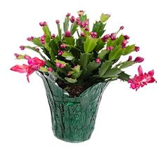 4" CHRISTMAS CACTUS