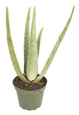 4.5" ALOE VERA