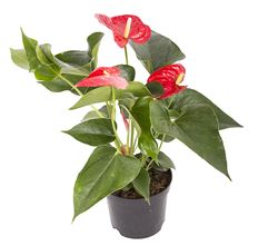 6" ANTHURIUM