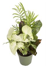 4.5" COMBO PLANTER IN TIN