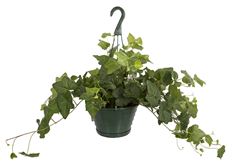 8" IVY HANGING BASKET