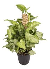 6" NEPHTHYTIS, TOTEM