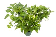 6" POTHOS