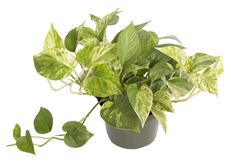 6" PEARL & JADE POTHOS
